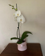 Load image into Gallery viewer, Phalaenopsis Plant
