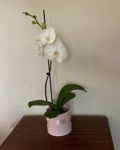 Phalaenopsis Plant