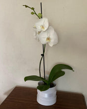 Load image into Gallery viewer, Phalaenopsis Plant
