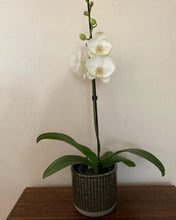 Load image into Gallery viewer, Phalaenopsis Plant
